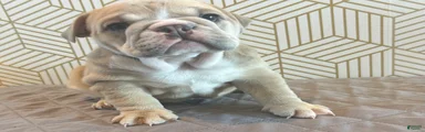 Lola