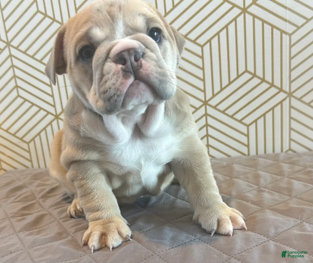 English Bulldog dogs for sale: Lola - Ad 1