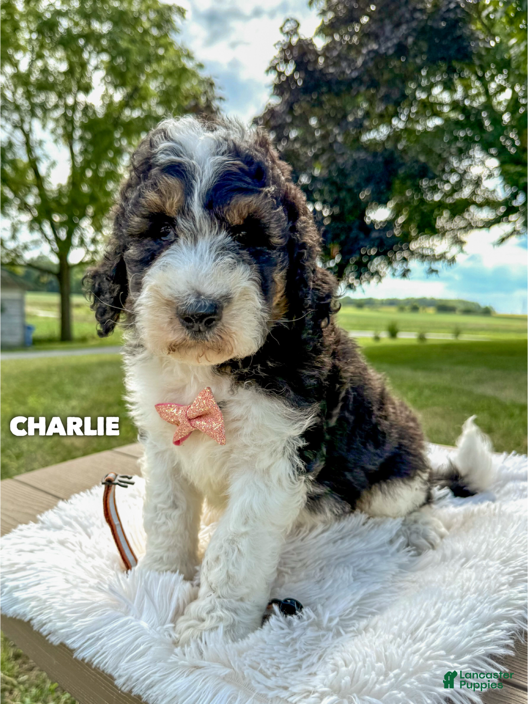 Puppies Mini St Berdoodle Full Grown Merle St Berdoodle Mini Saint - Main Image