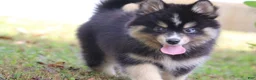 Pomsky dogs for sale: Thunder - Ad 3