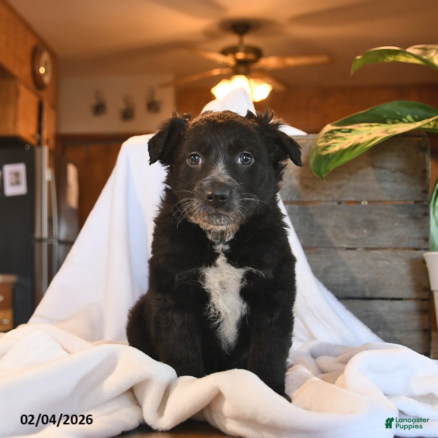 Mixed Breed dogs Niko - Ad 2