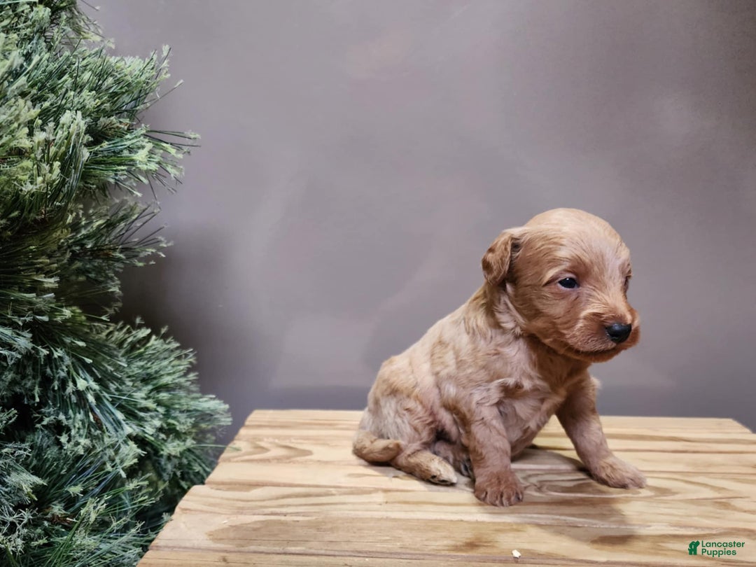 Mini Goldendoodle dogs for sale: Reno - Ad 4