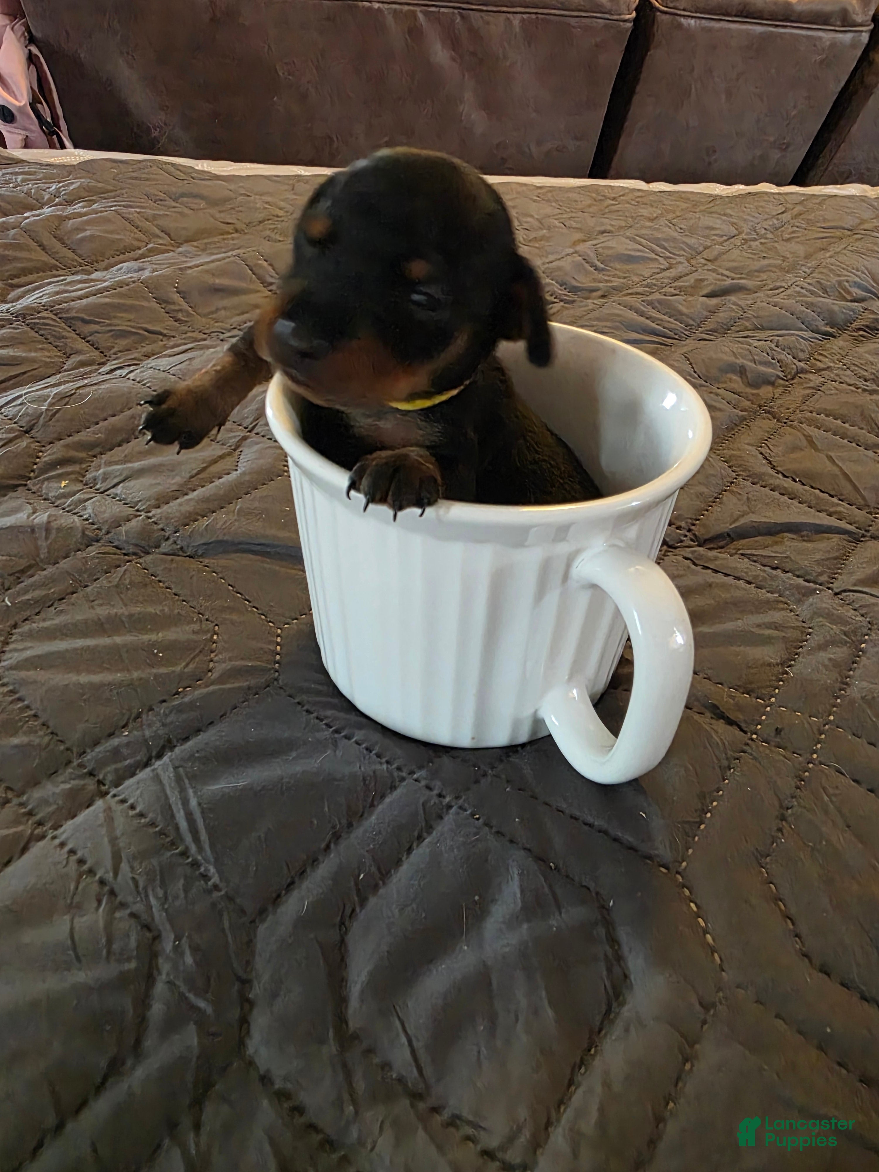 Miniature Pinscher dogs G-yellow  - Ad 1