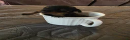 Miniature Pinscher dogs for sale: G-yellow  - Ad 1