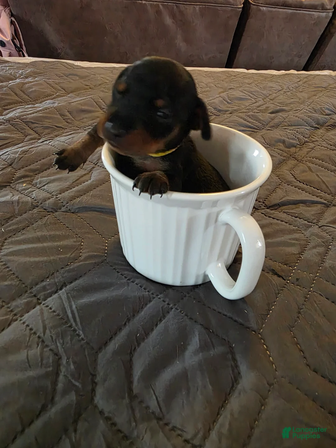 Miniature Pinscher dogs for sale: G-yellow  - Ad 1