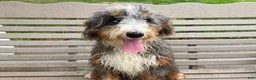 Mini Bernedoodle dogs for sale: Dante - Ad 2