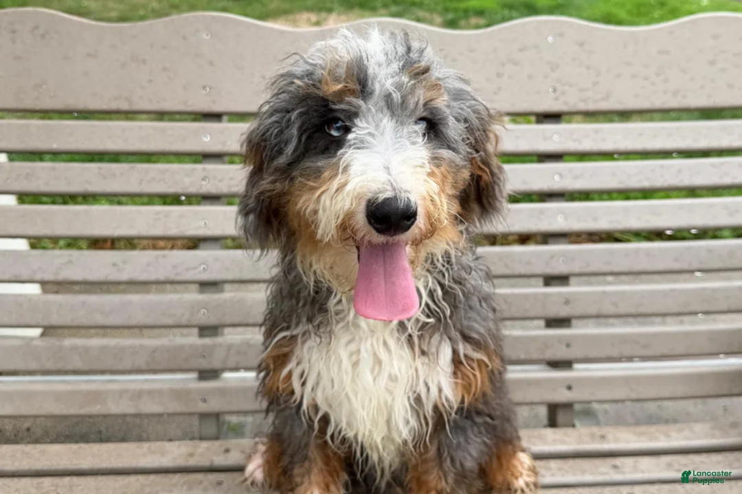 Mini Bernedoodle dogs for sale: Dante - Ad 2
