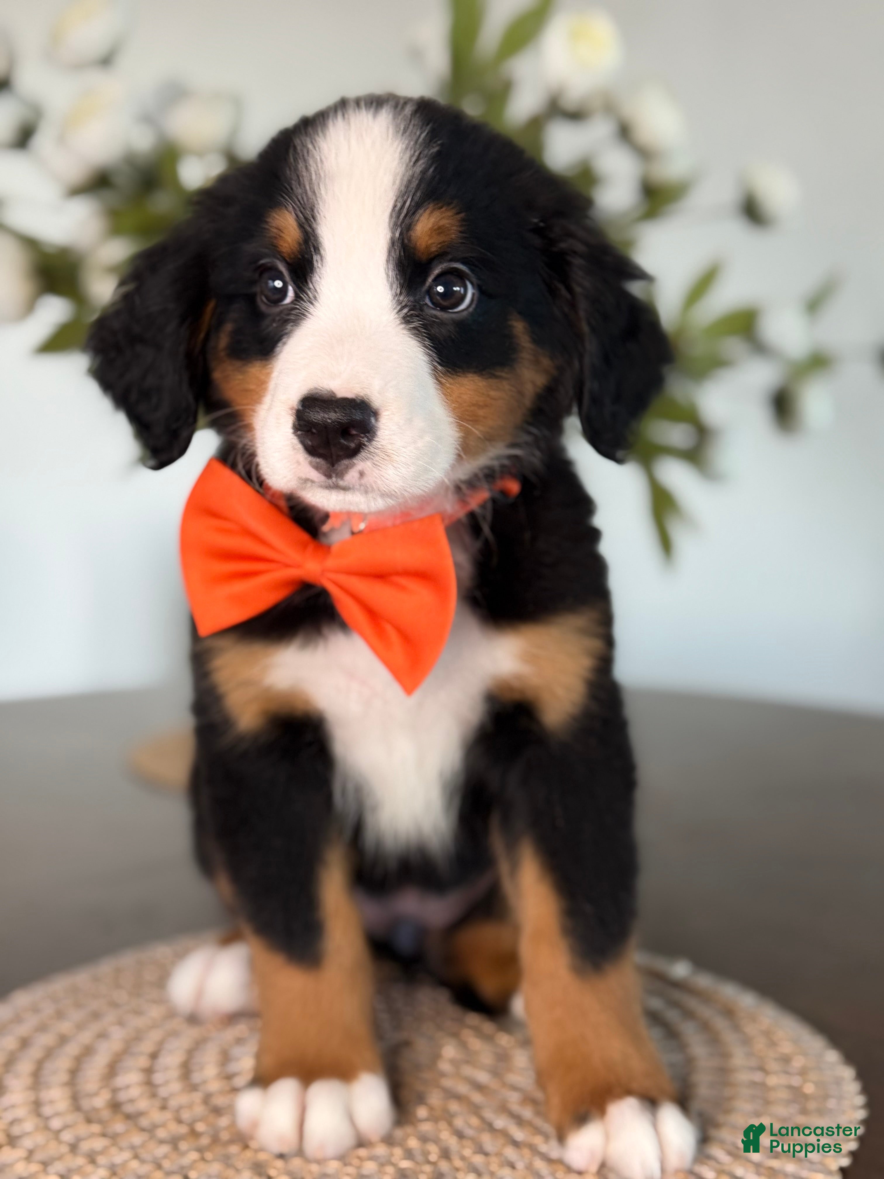 Bernese Mountain Dog dogs Sierra - Orange Girl - Ad 5