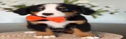 Bernese Mountain Dog dogs for sale: Sierra - Orange Girl - Ad 1
