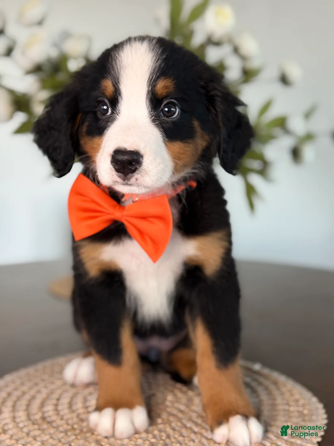 Bernese Mountain Dog dogs for sale: Sierra - Orange Girl - Ad 1