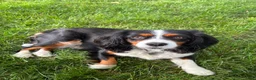 Mixed Breed dogs for sale: Charlette - Ad 6