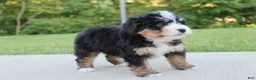 Mini Bernedoodle dogs for sale: April - Ad 3