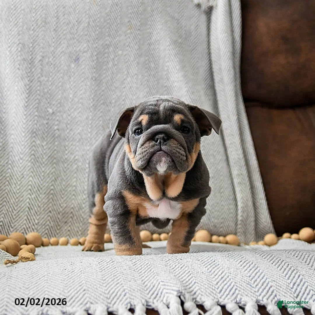 English Bulldog dogs for sale: Cookie Dough - Ad 4