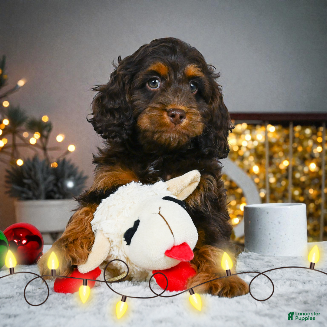 Cockapoo dogs for sale: milo - Ad 2