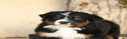 Australian Shepherd dogs for sale: Porter - Ad 5
