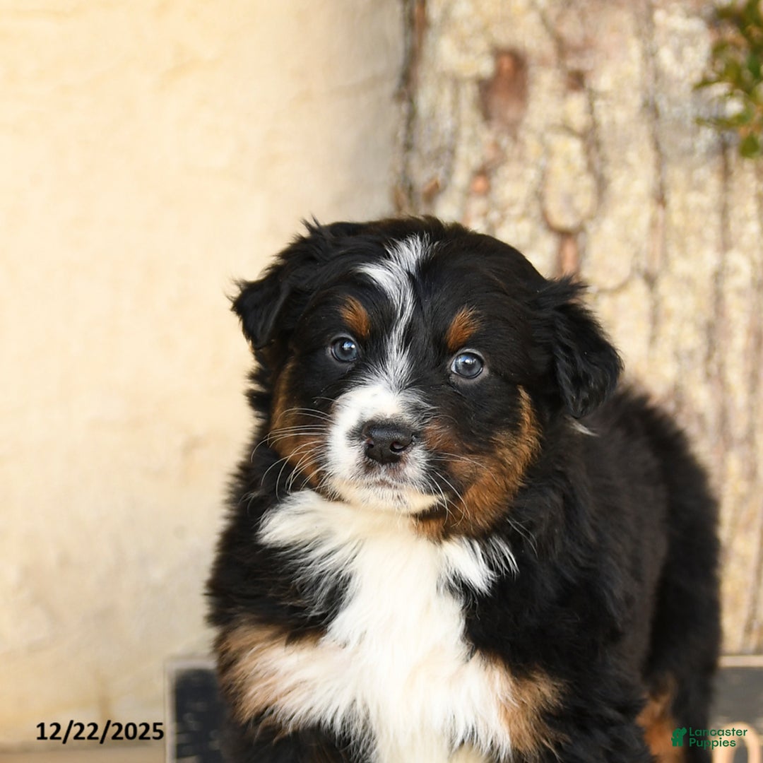 Australian Shepherd dogs for sale: Porter - Ad 5