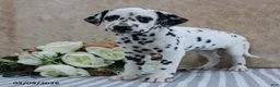 Dalmatian dogs for sale: Heidi - Ad 4