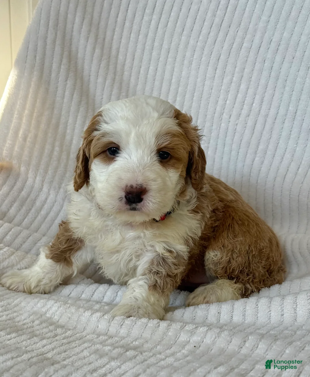 Mini Bernedoodle dogs for sale: Poppy - Ad 2