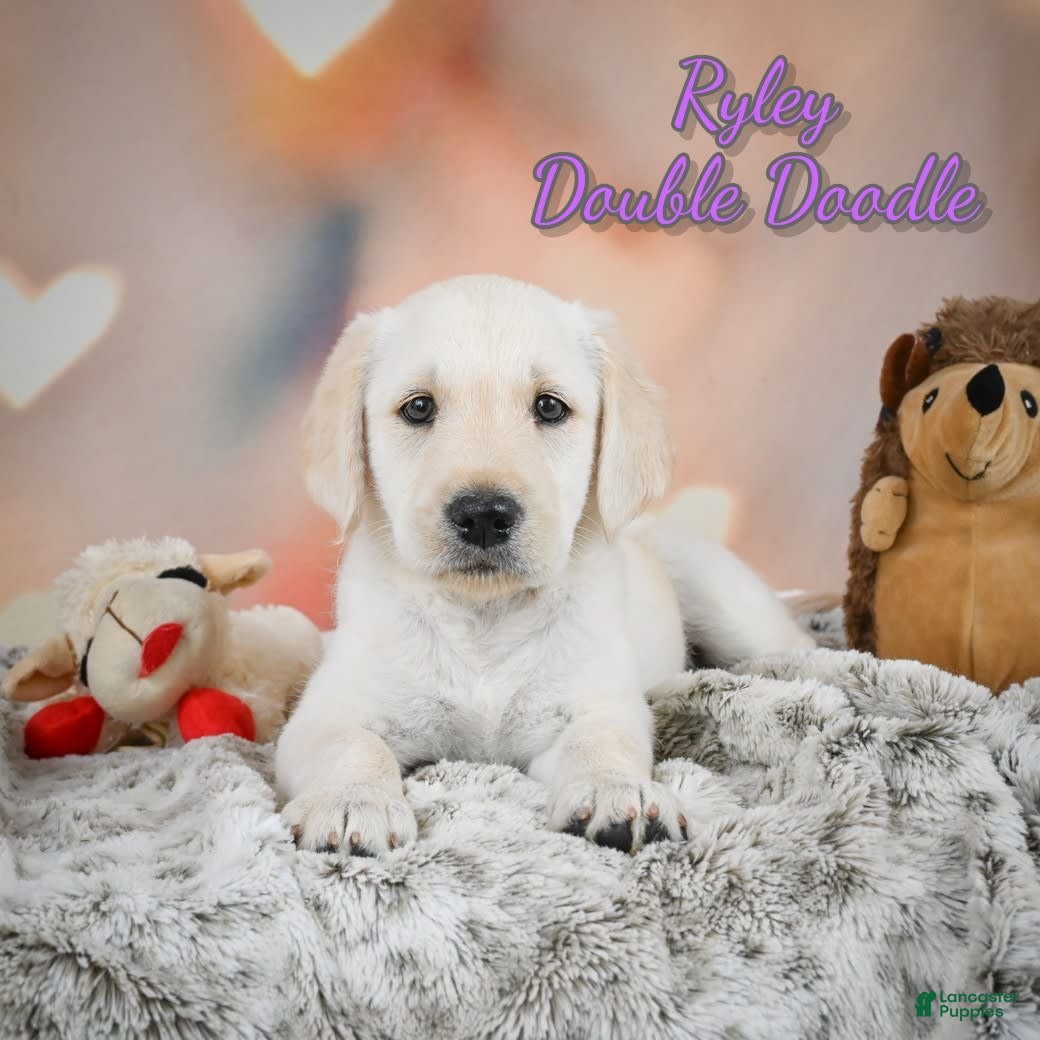Labradoodle dogs Ryley - Ad 7