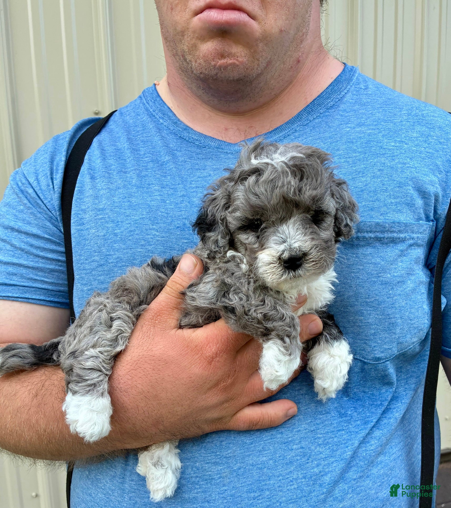 Mini Bernedoodle dogs Mini Bernedoodle 1 Sparky - Ad 2