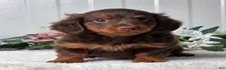 Miniature Dachshund dogs for sale: Rover - Ad 5