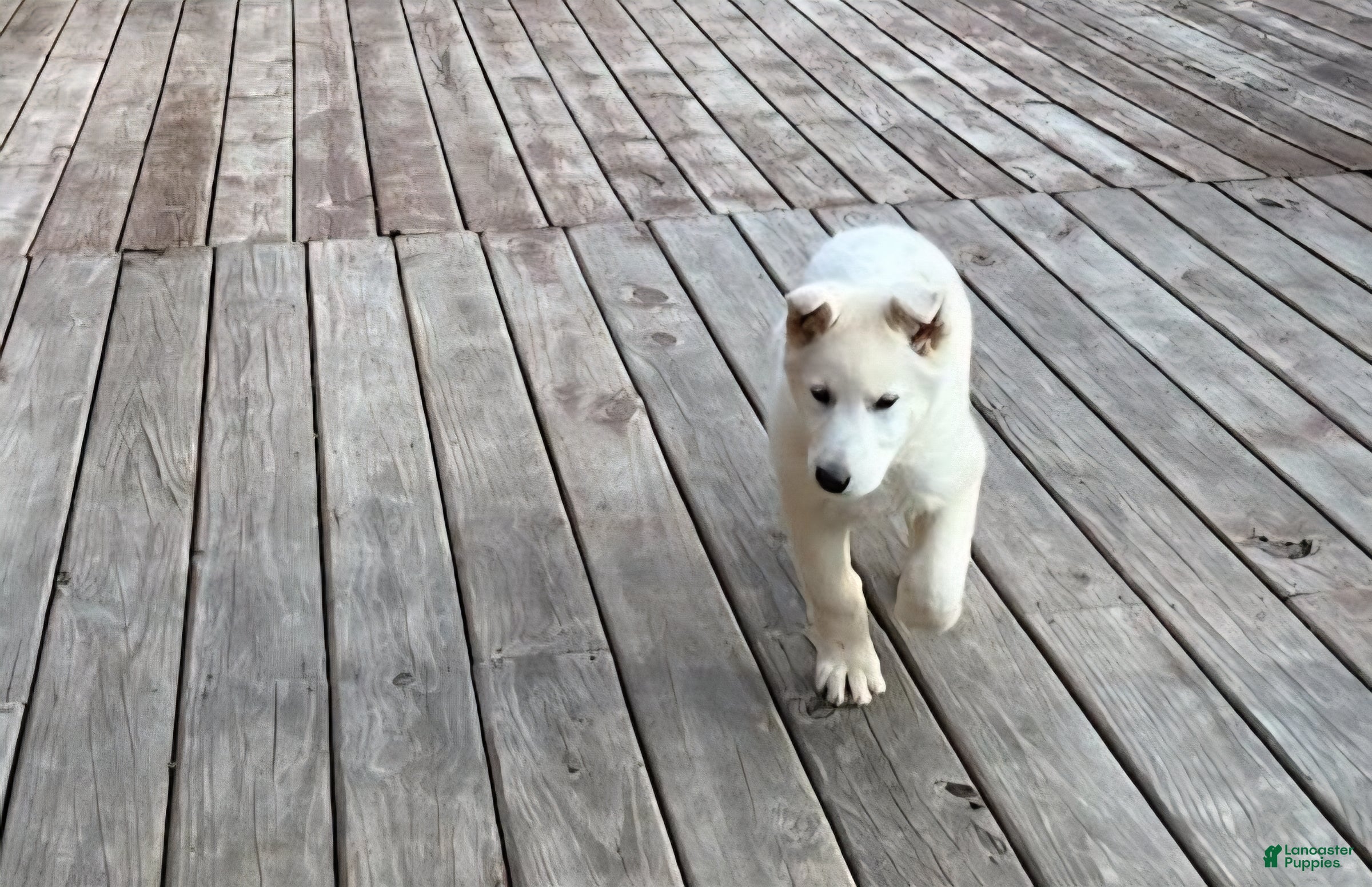 German Shepherd dogs Sage - Ad 31