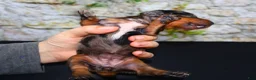 Miniature Dachshund dogs for sale: Miniature Dachshund Puppy 3 - Ad 9