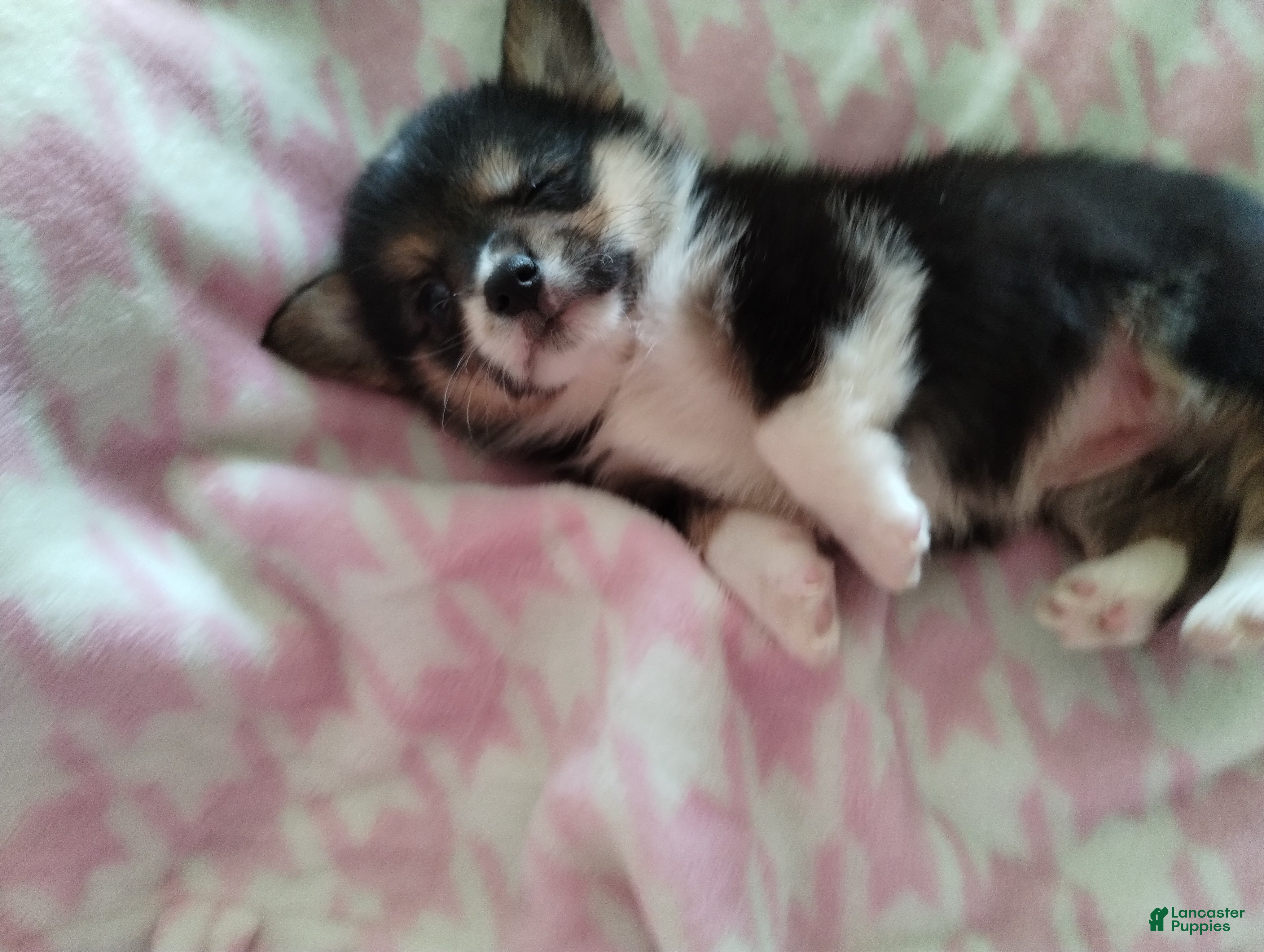 Welsh Corgi Pembroke dogs Welsh Corgi Pembroke Puppy 2 - Ad 9