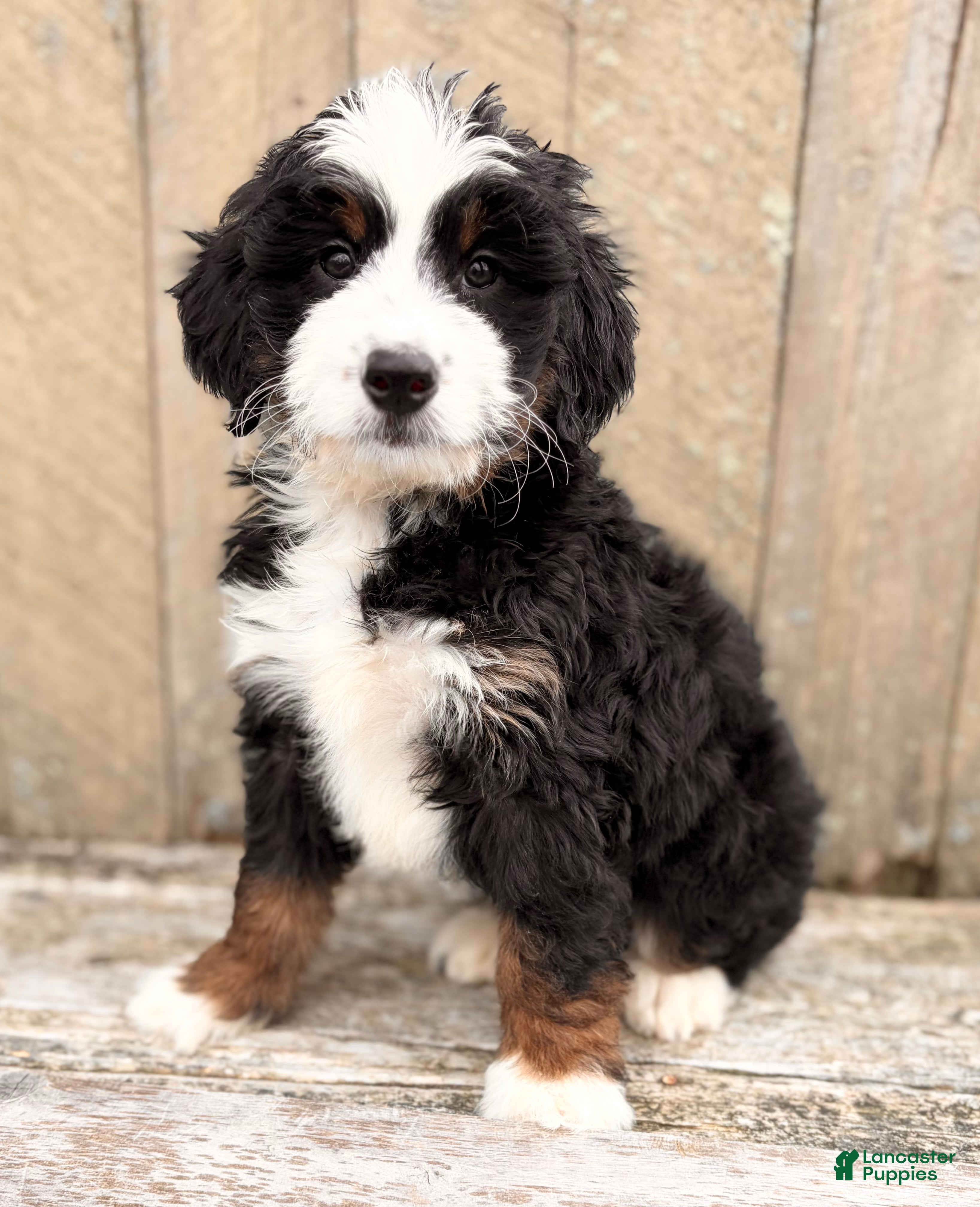 Mini Bernedoodle dogs 💛IN BOSTON MASSACHUSETTS AREA💛MINI BERNEDOODLE💛 - Ad 2