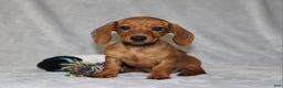 Miniature Dachshund dogs for sale: Chole - Ad 13