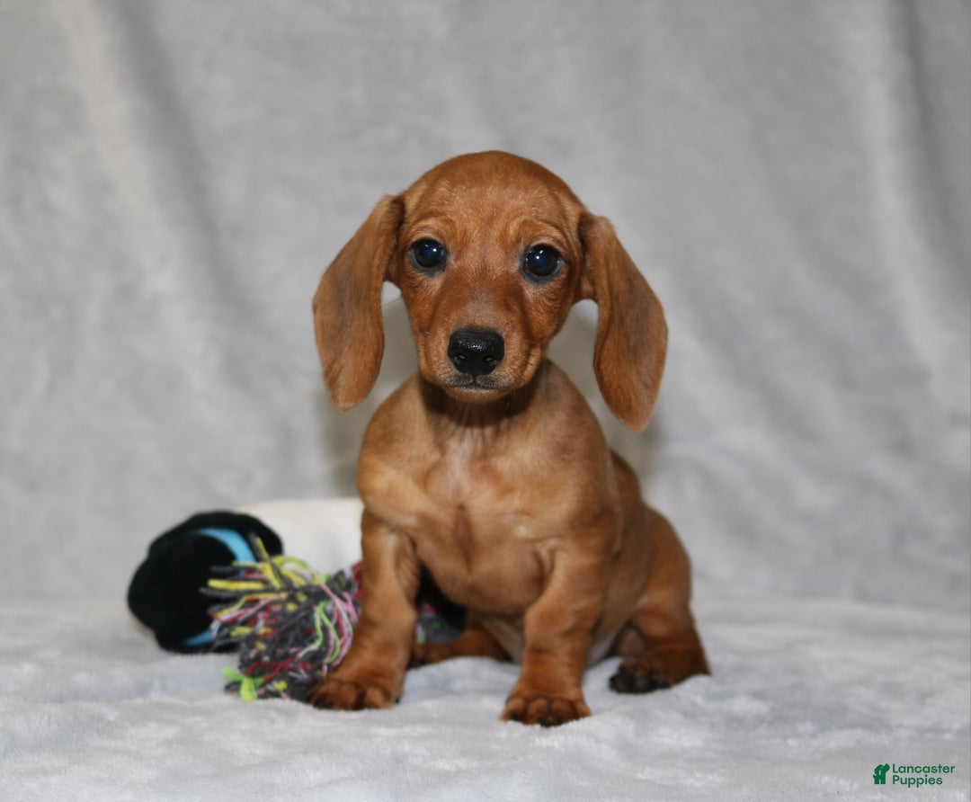 Miniature Dachshund dogs for sale: Chole - Ad 13