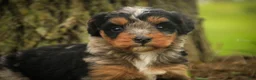Mini Bernedoodle dogs for sale: Maple F1 Mini Bernedoodle  - Ad 1
