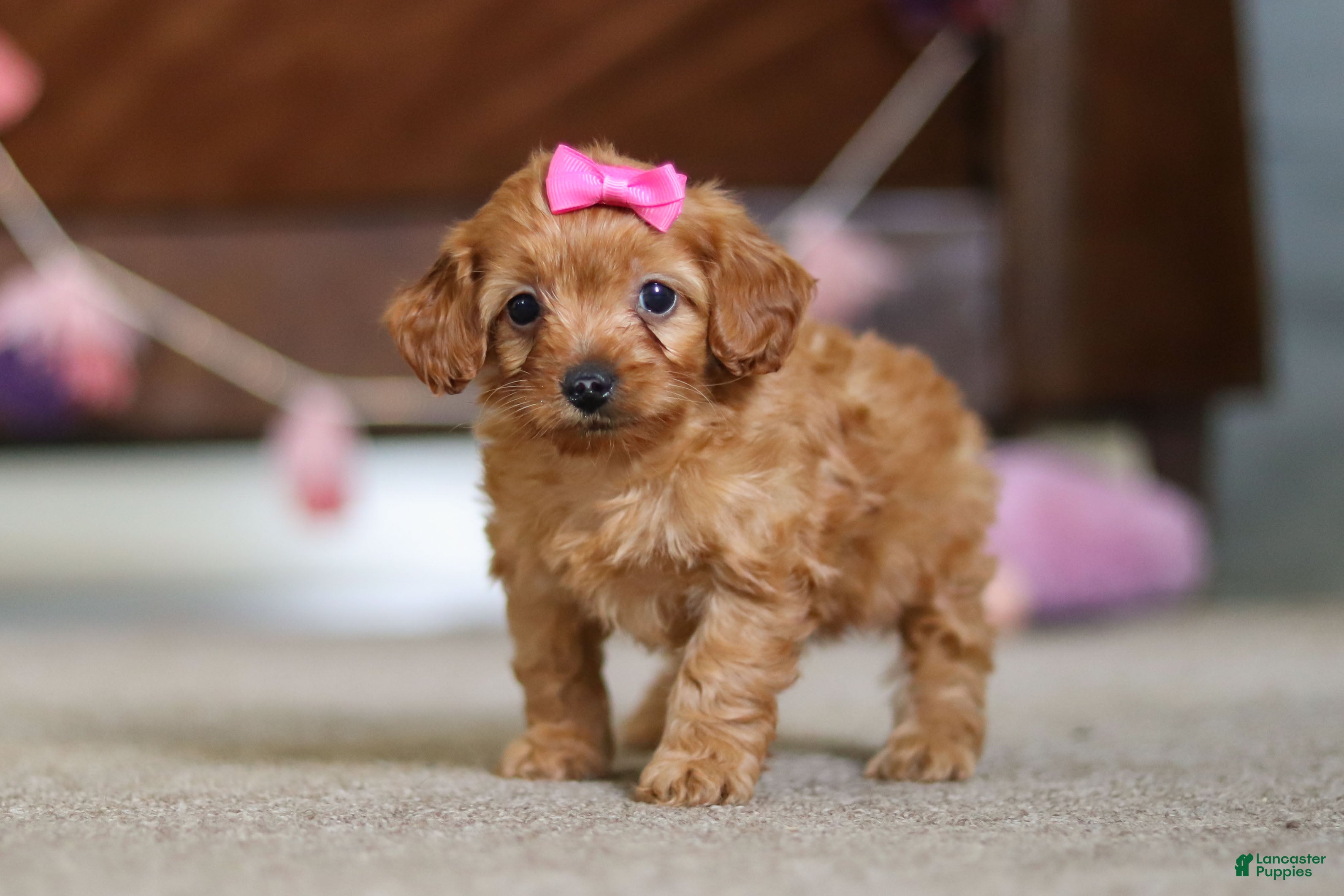 Cavapoo dogs Alexa - Ad 1