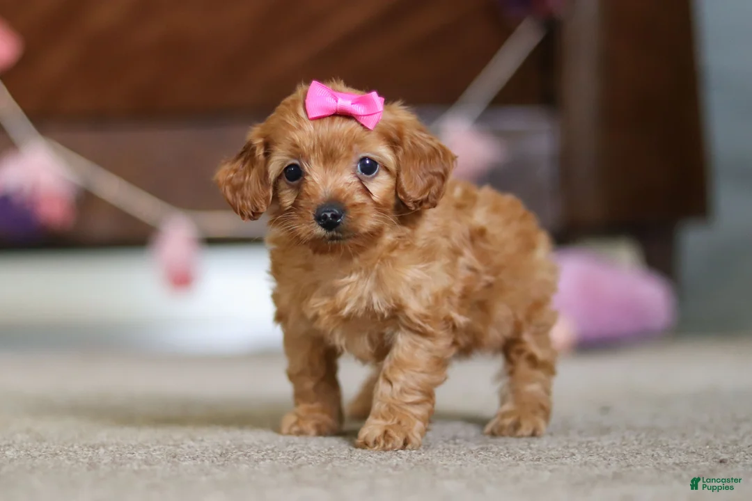 Cavapoo dogs for sale: Alexa - Ad 1