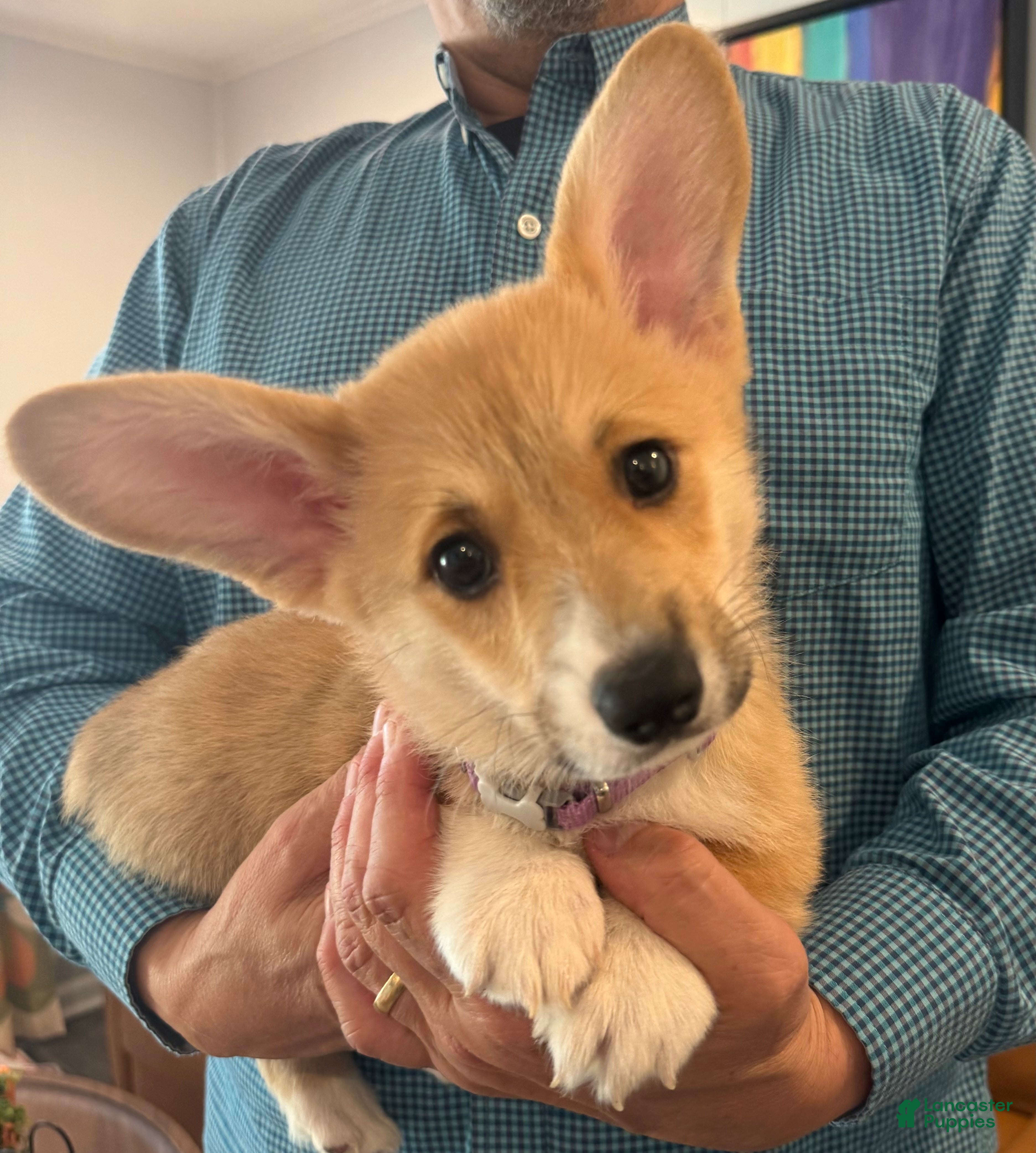 Welsh Corgi Pembroke dogs Bruno (Purple Collar) - Ad 1