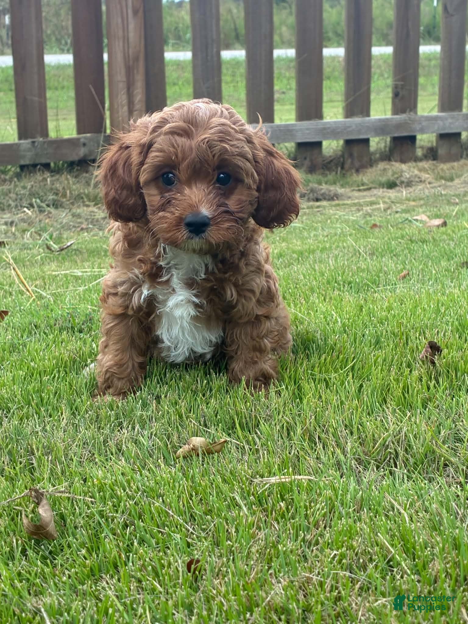 Cavapoo dogs for sale: Cavapoo 4 Dark Red Female  - Ad 2