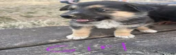 Mixed Breed dogs for sale: Mixed Breed 2 - Ad 2