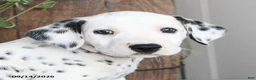 Dalmatian dogs for sale: Lad  - Ad 3
