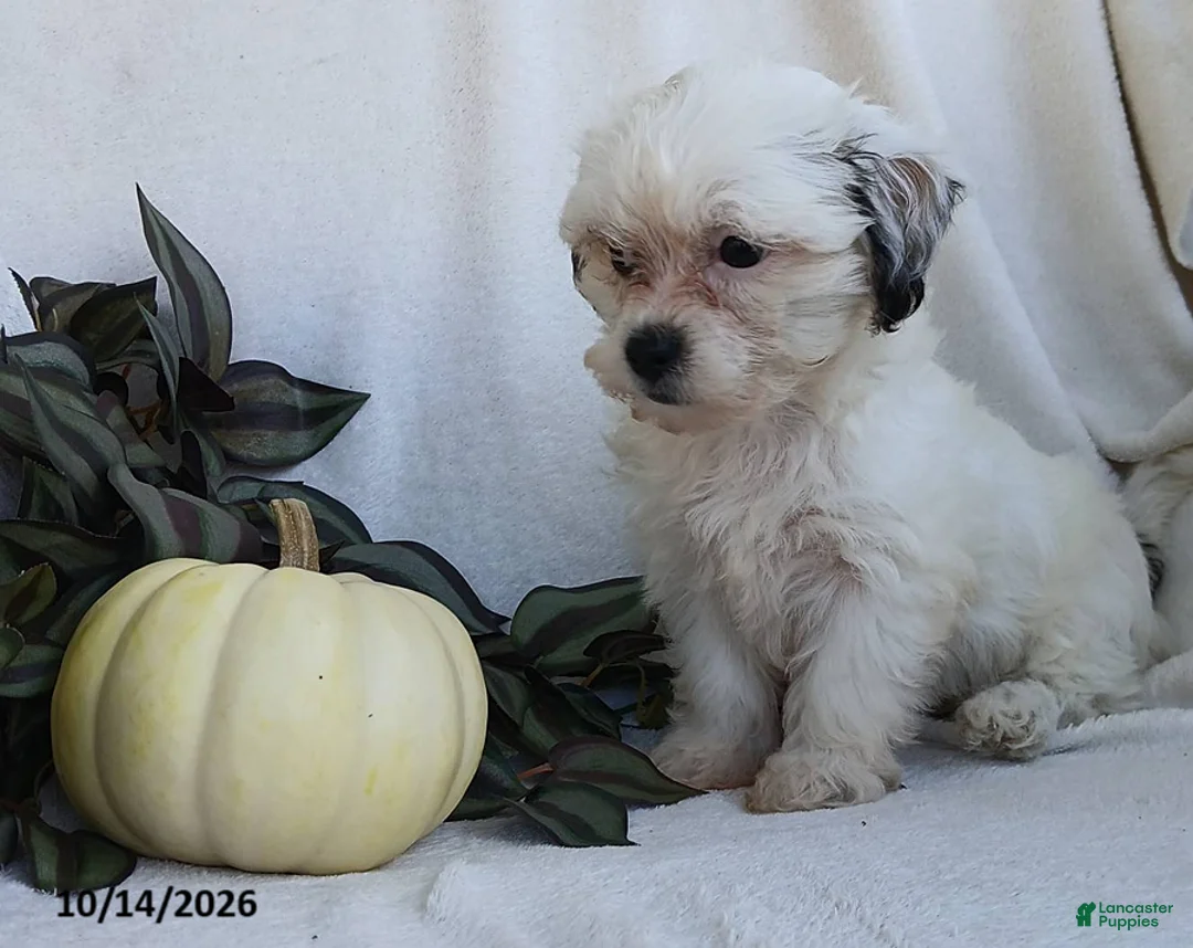 Teddy Bear dogs for sale: Kelsey - Ad 5