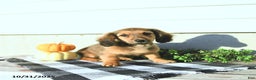 Miniature Dachshund dogs for sale: Chloe - Ad 4