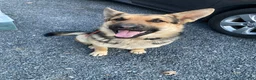 German Shepherd dogs for sale: Bear - Ad 34