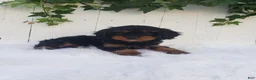 Cavapoo dogs for sale: Lily  - Ad 5