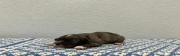 Mini Goldendoodle dogs for sale: Solomon  - Ad 3
