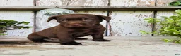 Labrador Retriever dogs for sale: Coco  - Ad 3