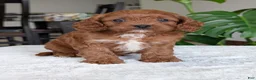 Cavapoo dogs for sale: Kody - Ad 15