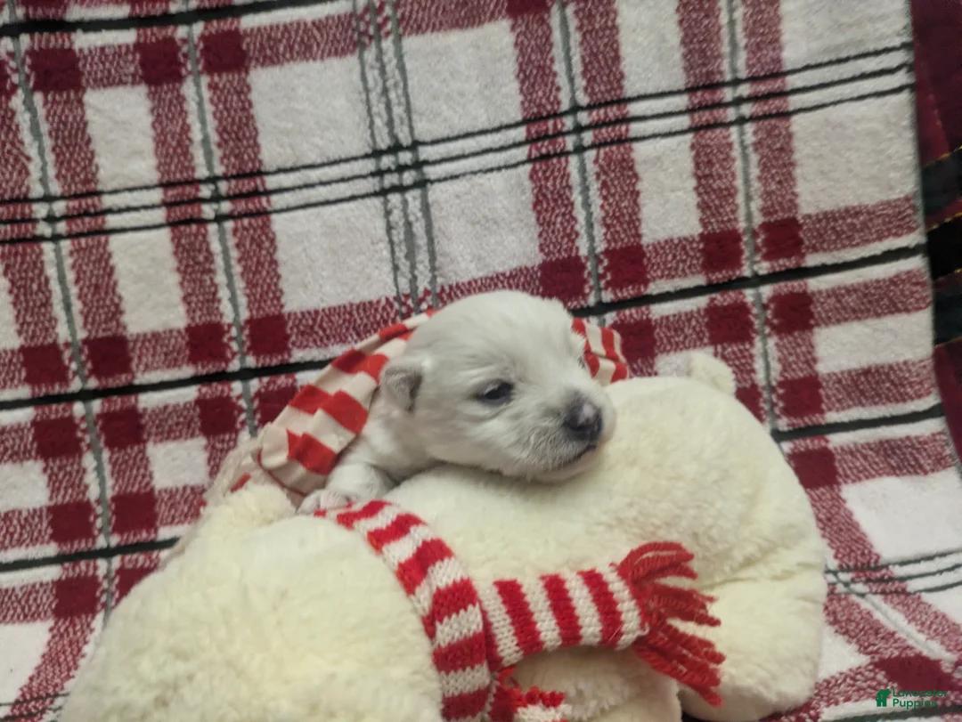 West Highland Terrier dogs for sale: Polar - Ad 6