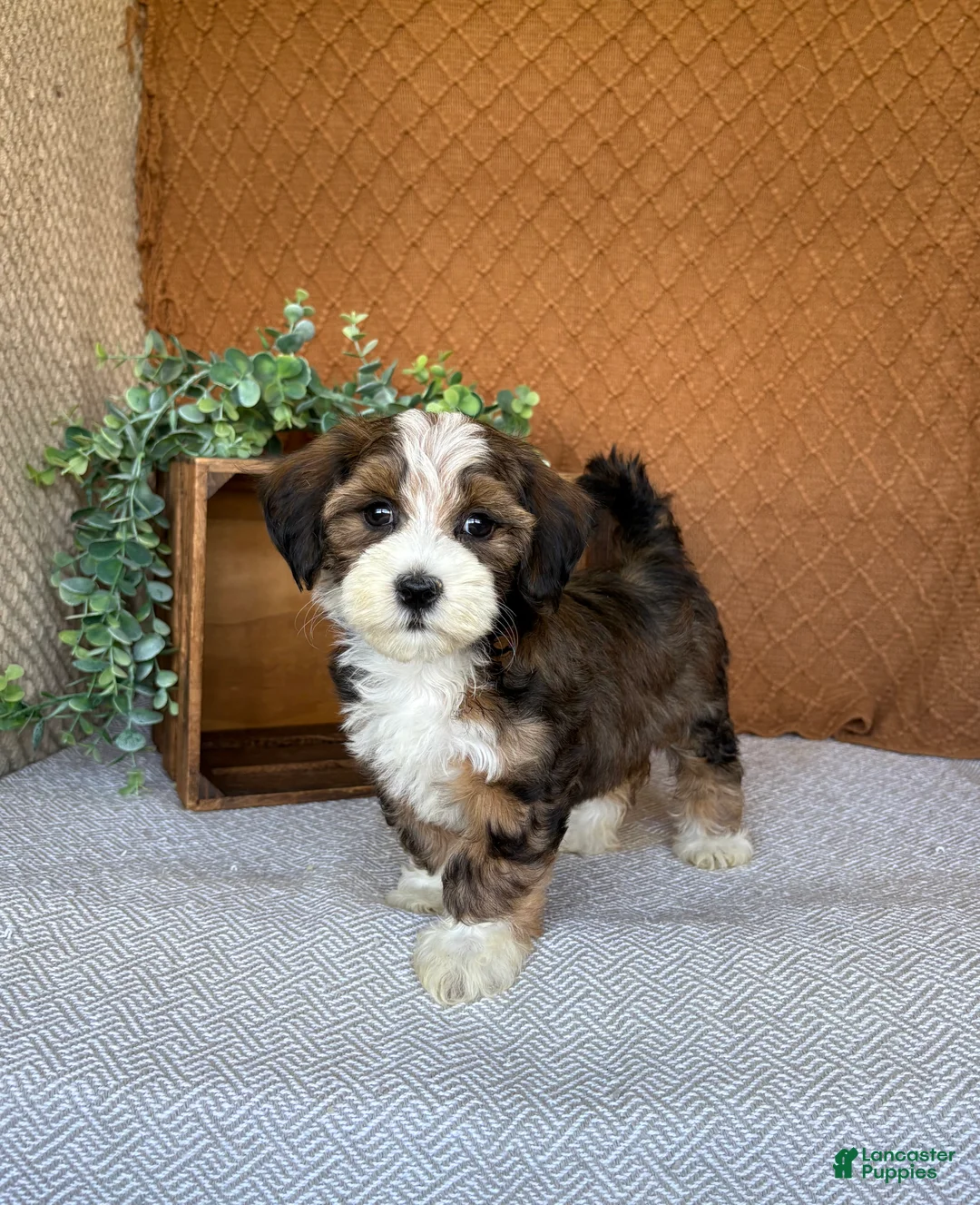 Havanese dogs for sale: Lindy - Ad 2