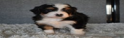 Mini Bernedoodle dogs for sale: Myles - Ad 4