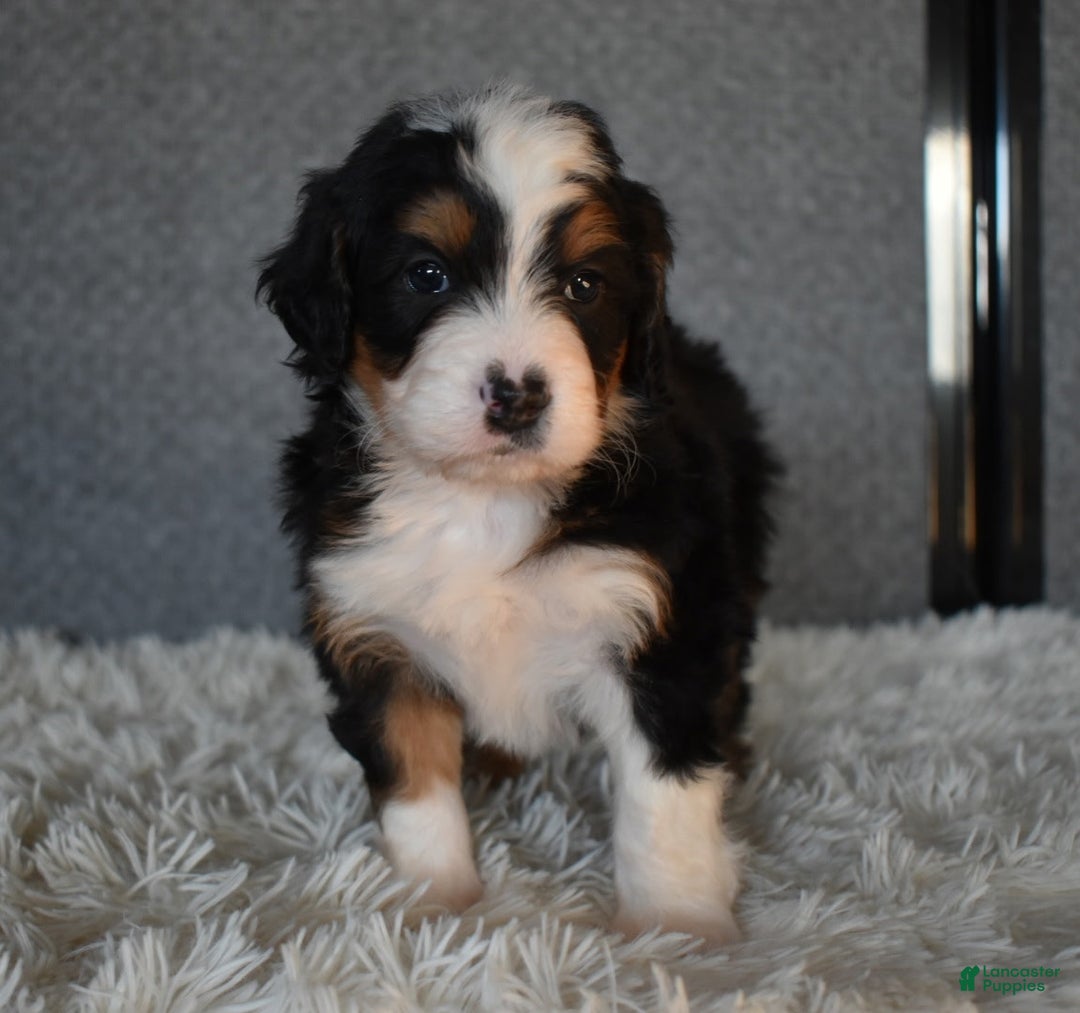 Mini Bernedoodle dogs for sale: Myles - Ad 4