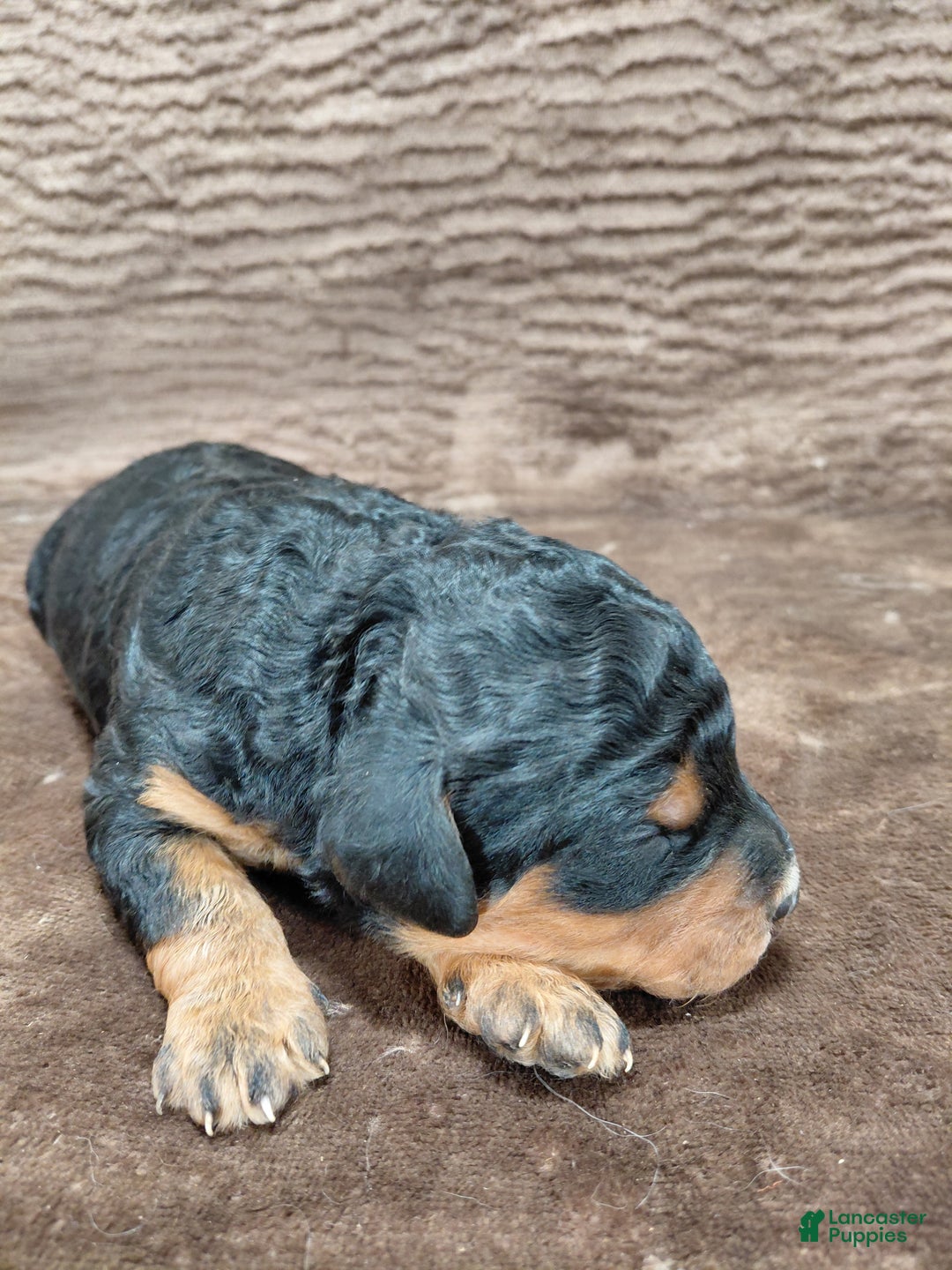 Bernedoodle dogs for sale: Bear - Ad 2